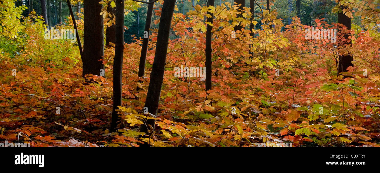 Northern red oak / chêne (Quercus rubra champion / Quercus borealis) arbres en forêt en automne, originaire d'Amérique du Nord Banque D'Images