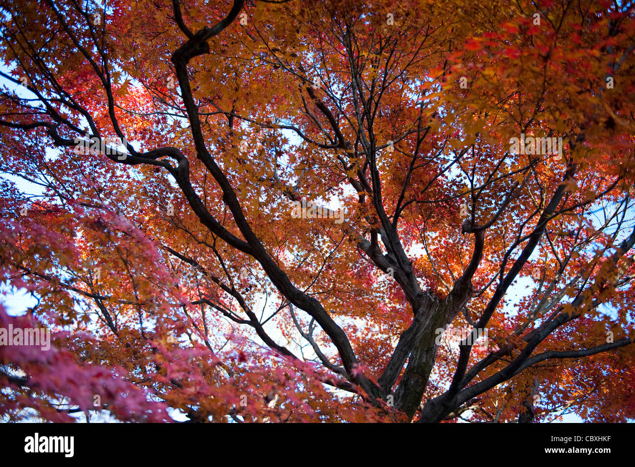 Les feuilles d'automne dans un jardin de temple japonais à Kyoto, Japon Banque D'Images