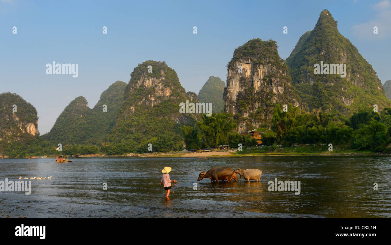 Panorama de l'intérieur de l'eau asian woman tending bufflao entre les pics calcaires au yangshuo li river république populaire de Chine Banque D'Images