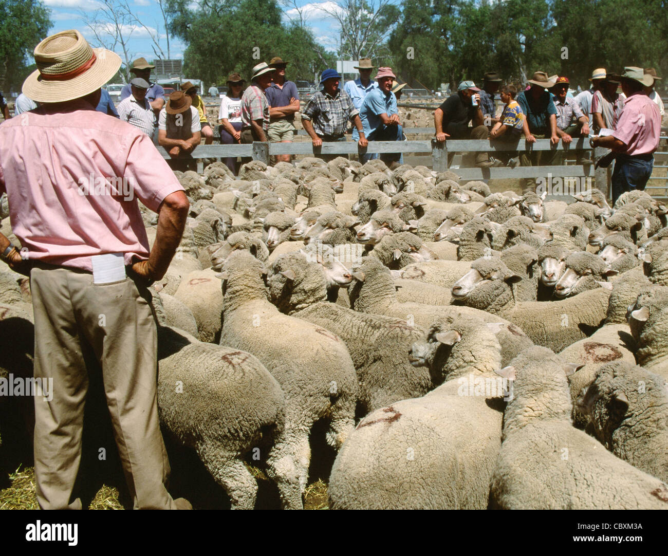 Vente aux enchères des moutons à Horsham, capitale de l'ouest de Wimmera, Victoria, Australie Banque D'Images