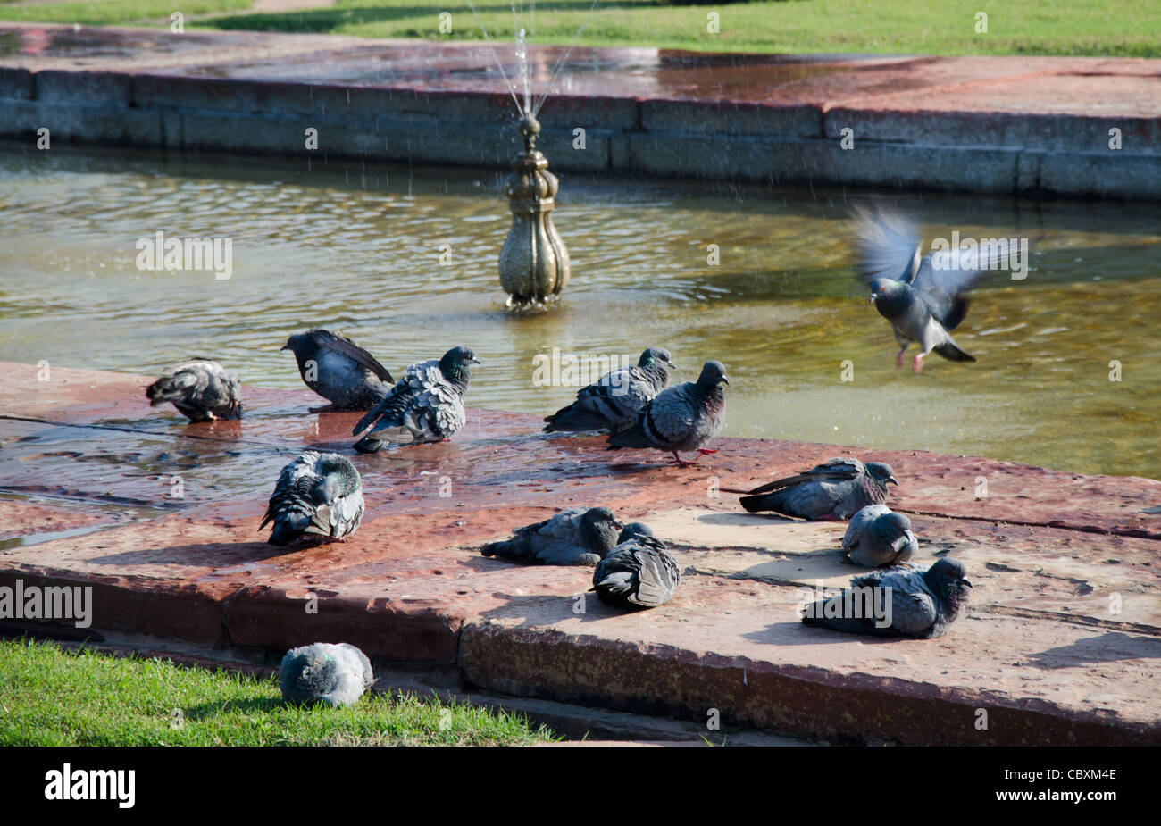 Naissance d'OISEAUX SUR L'EAU DE LA FONTAINE Banque D'Images