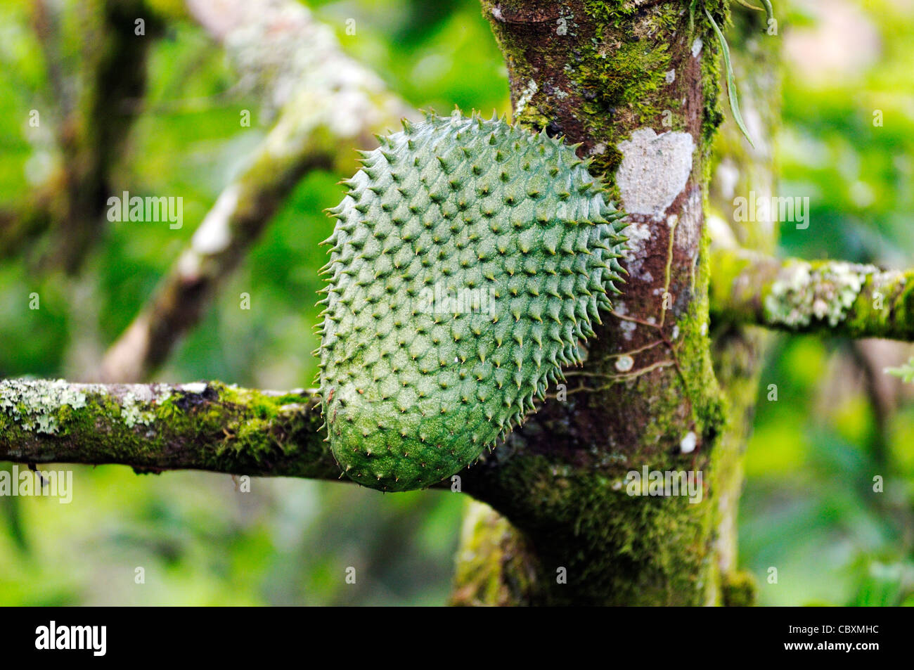 Corossol, Annona muricata annonacées, arbres, Annonaceae, Anona fruit Banque D'Images