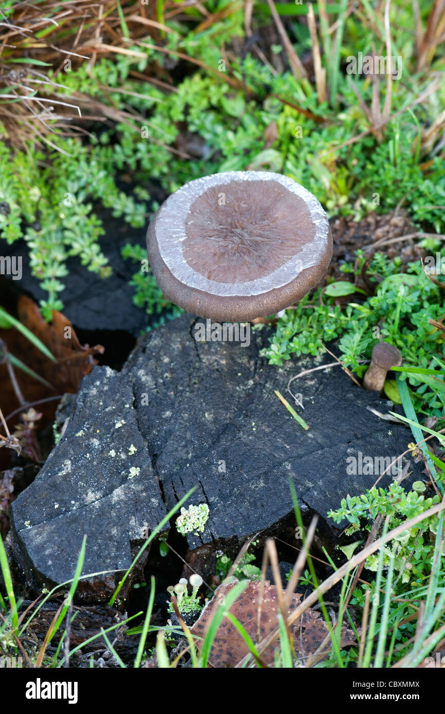 Les espèces de champignons avec anneau de glace sur le chapeau Banque D'Images