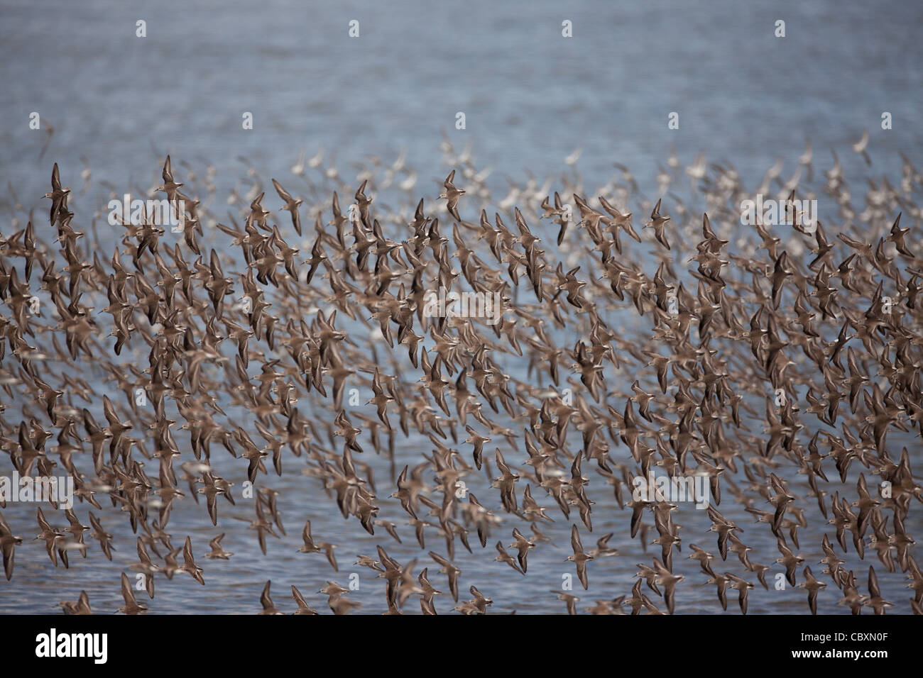 Un troupeau d'oiseaux de rivage en vol à Punta Chame, la côte Pacifique, la province de Panama, République du Panama. Banque D'Images