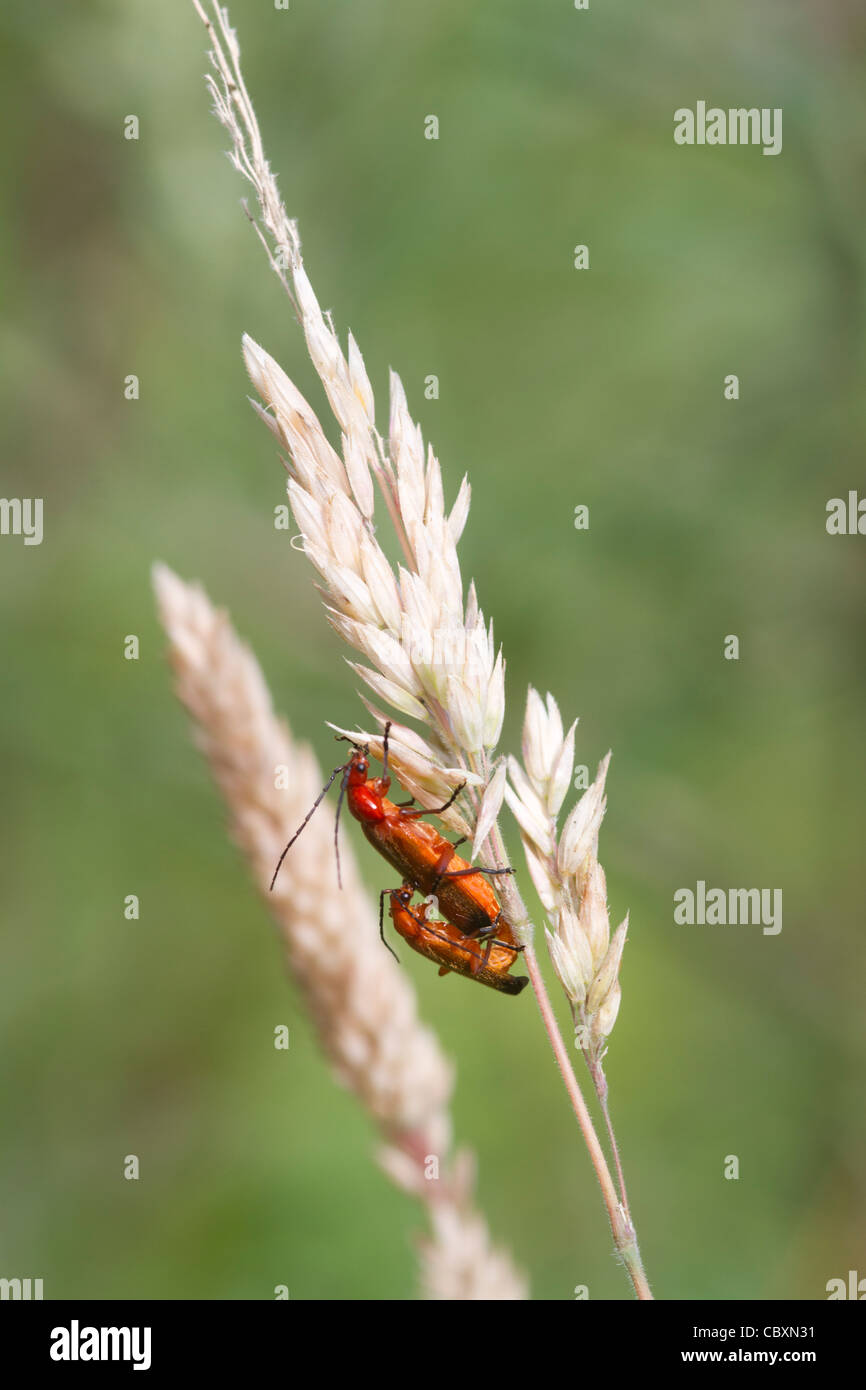 Beetle Rhagonycha fulva (reproduction) sur une tige d'herbe Banque D'Images