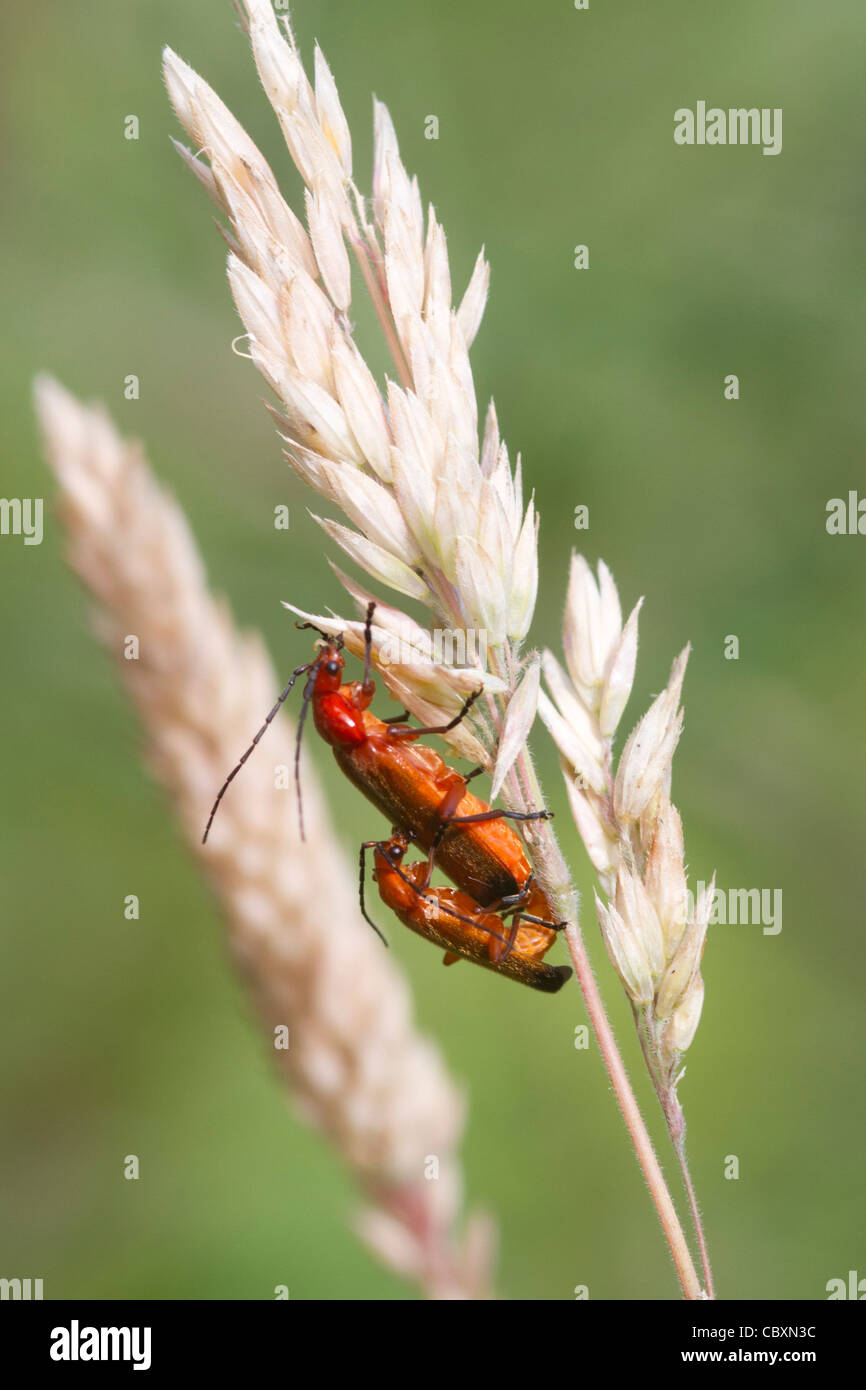 Beetle Rhagonycha fulva (reproduction) sur une tige d'herbe Banque D'Images