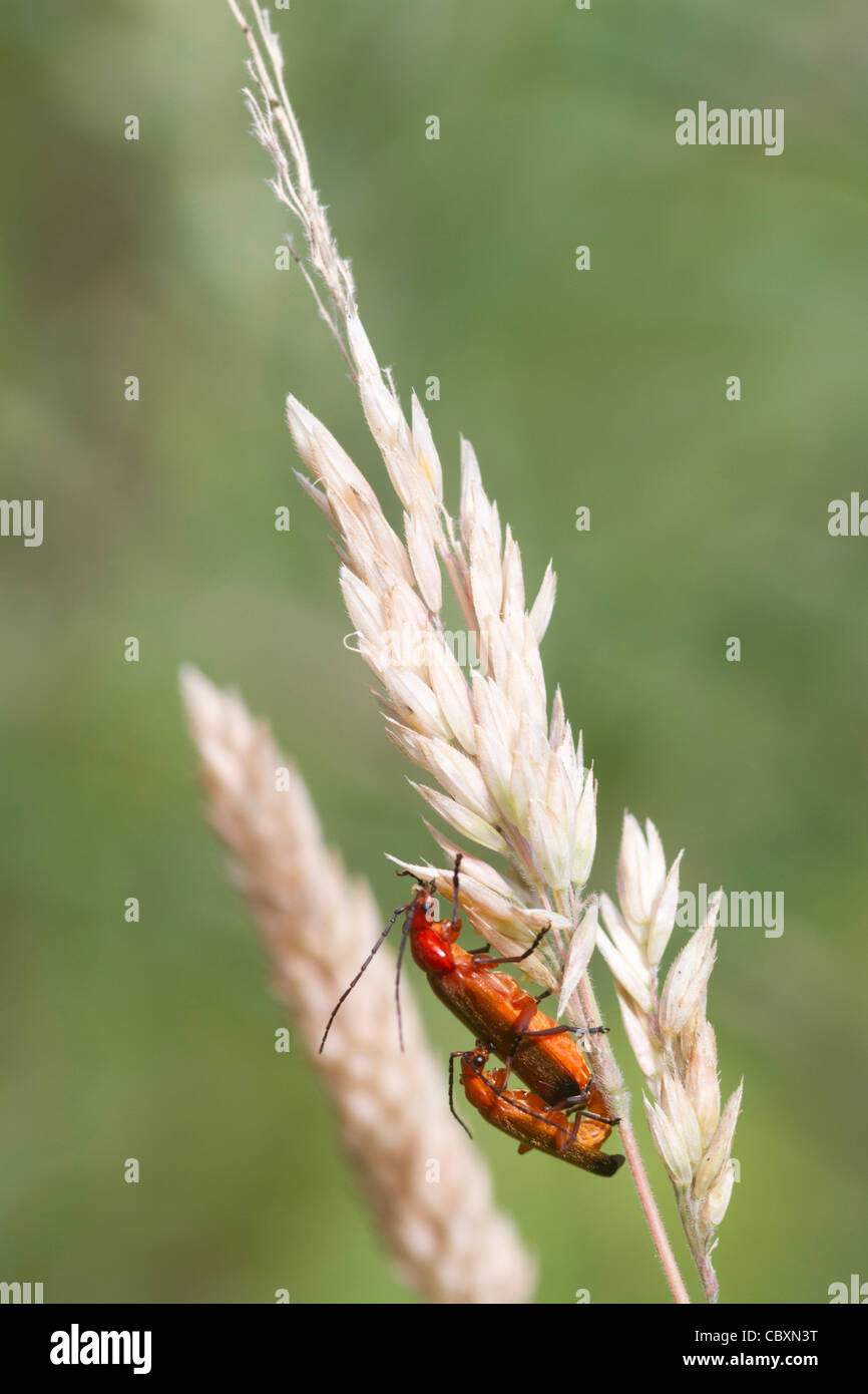 Beetle Rhagonycha fulva (reproduction) sur une tige d'herbe Banque D'Images