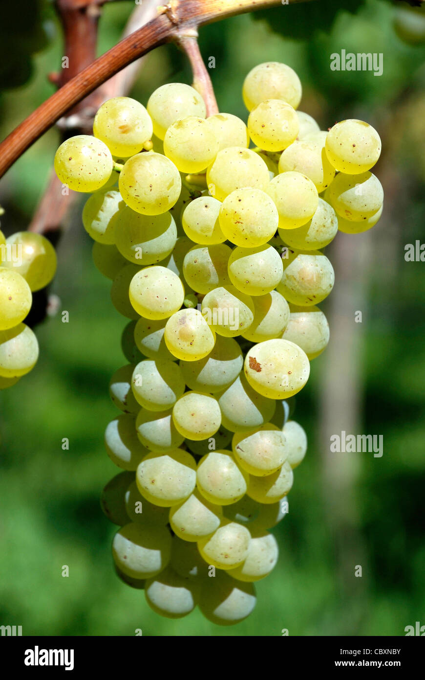 La superficie cultivable en raisin de Girlan lors de la route des vins du Tyrol du Sud. Banque D'Images