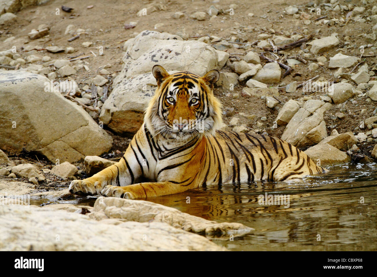 Tigre du Bengale Royal dans l'eau à Ranthambhore Banque D'Images