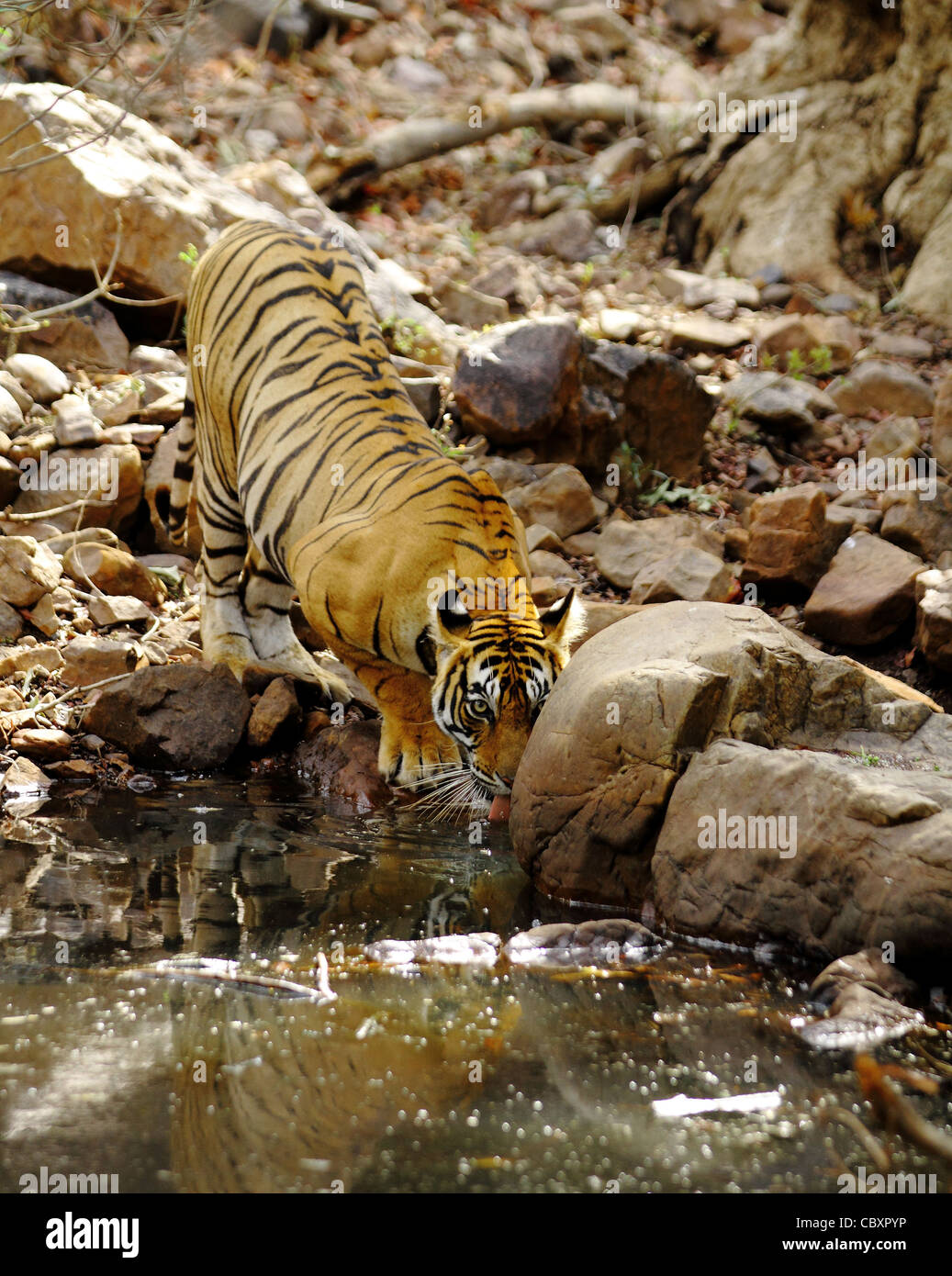 Tigre du Bengale Royal l'eau potable Banque D'Images