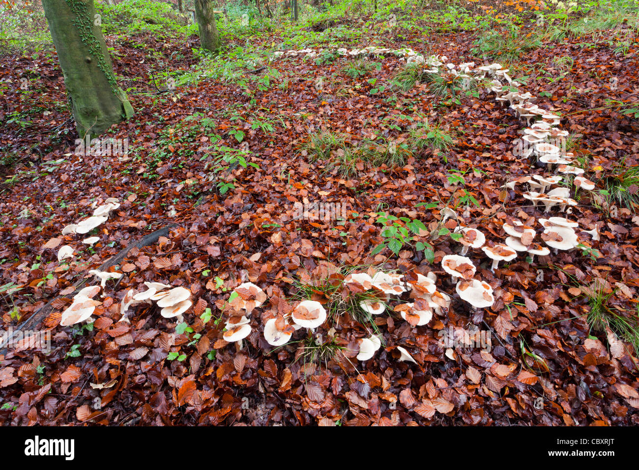 Un grand anneau de fée de tabourets dans la litière de feuilles de hêtre de plancher de bois près de Blakeney dans la forêt de Dean, Gloucestershire Royaume-Uni Banque D'Images