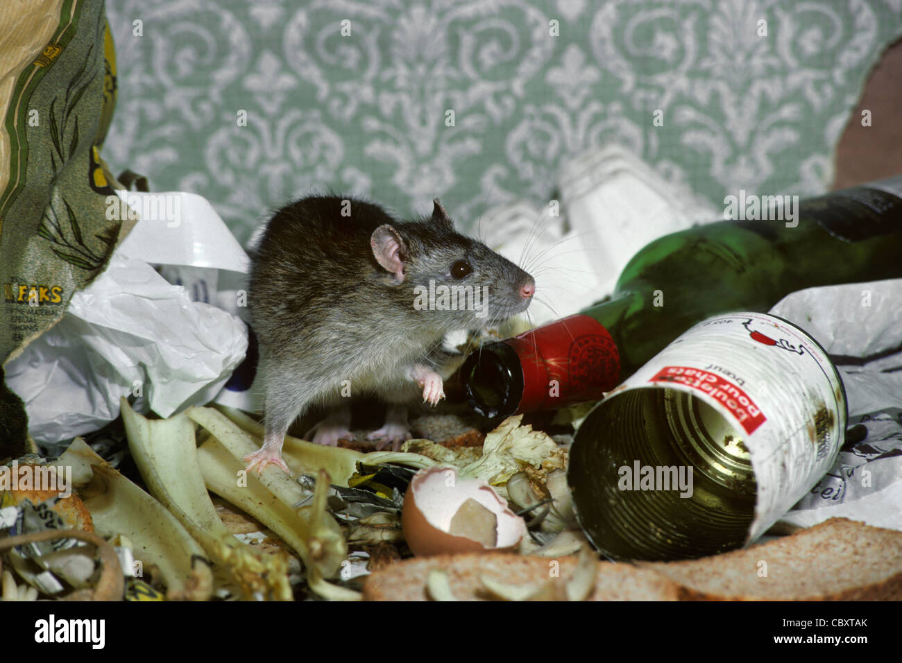 Rat surmulot (Rattus norvegicus) parmi les déchets ménagers, les déchets, la litière et nourriture avariée, UK Banque D'Images