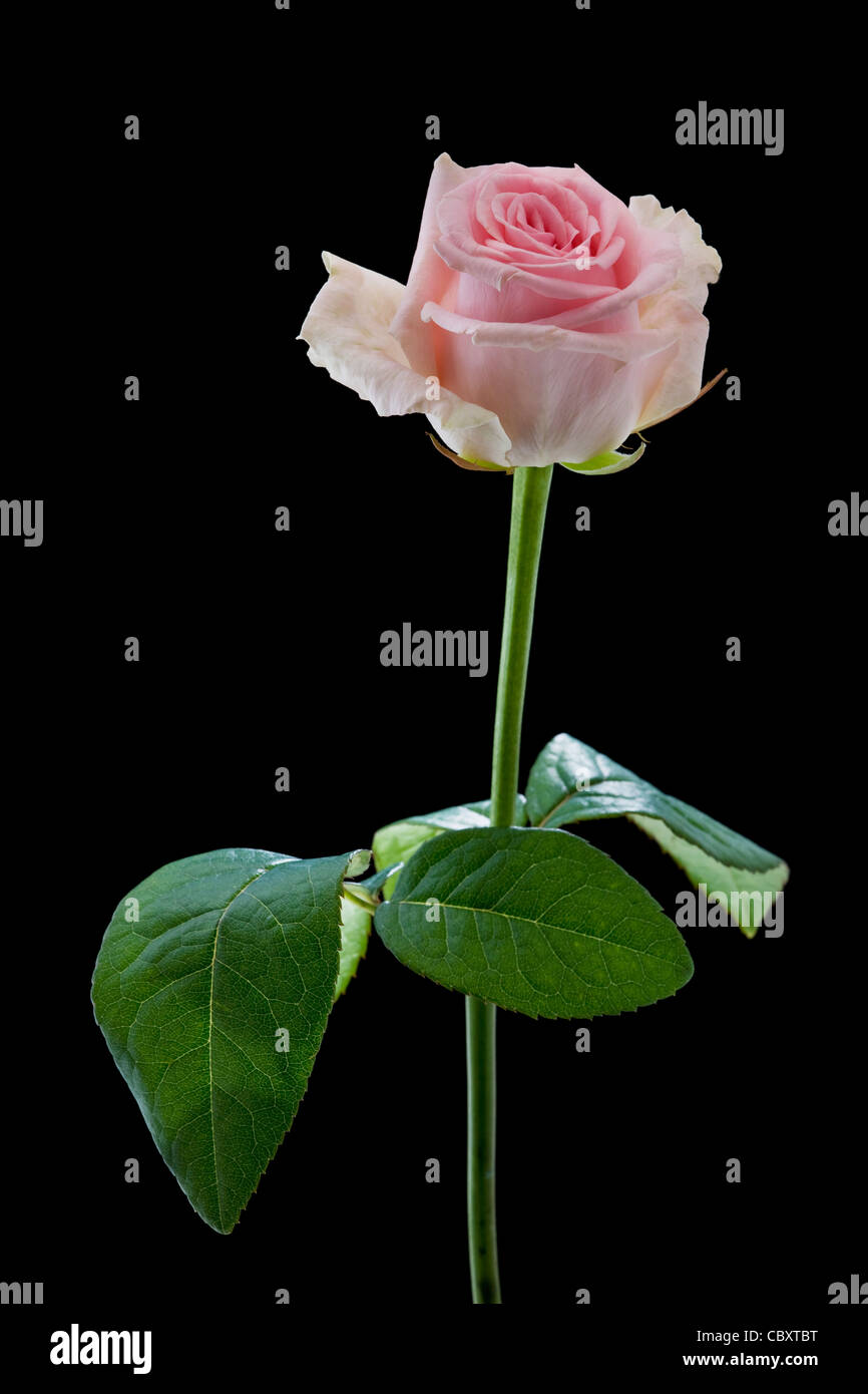 Rose rose close-up sur fond noir Banque D'Images