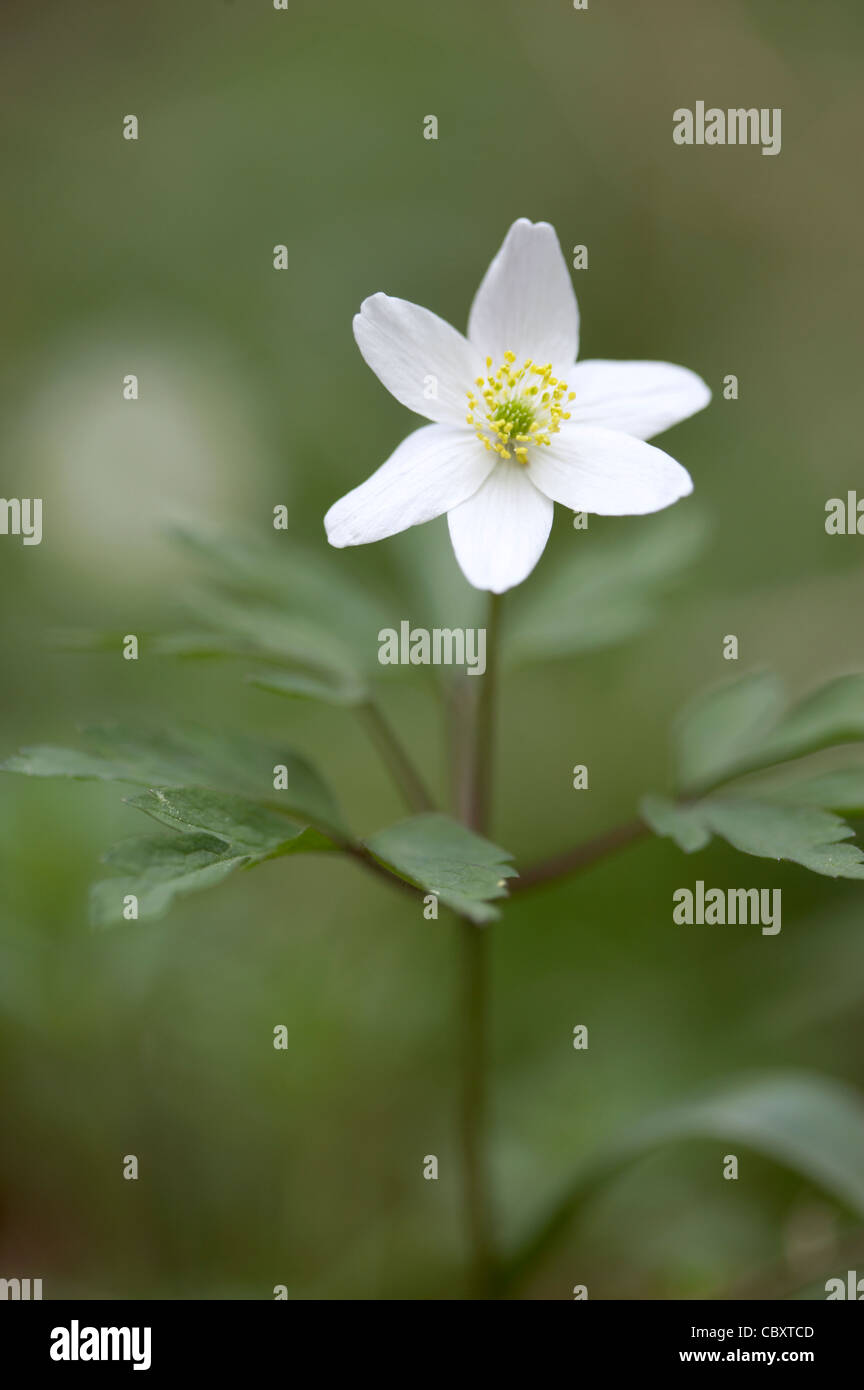 L'Anémone des bois, Anemone nemorosa, fleur. Banque D'Images