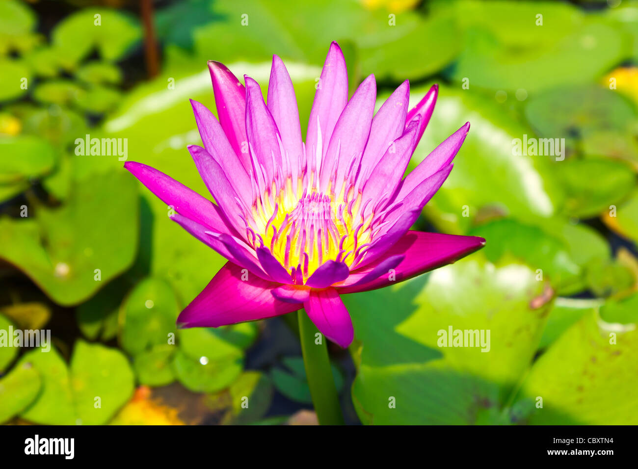 Belle lotus rose avec des feuilles vert en arrière-plan Banque D'Images