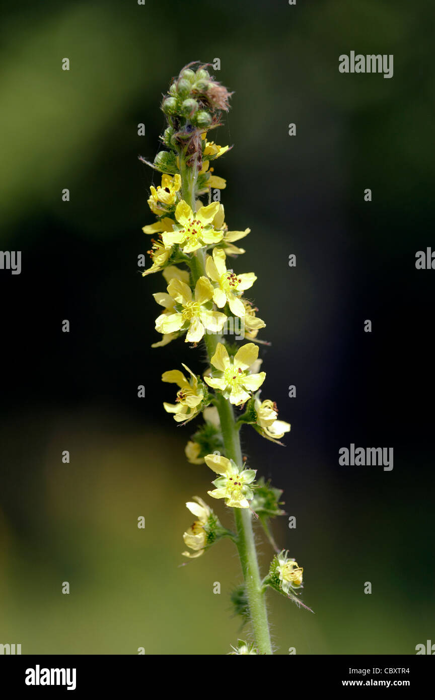Aigremoine, Agrimonia eupatoria, fleur. Banque D'Images