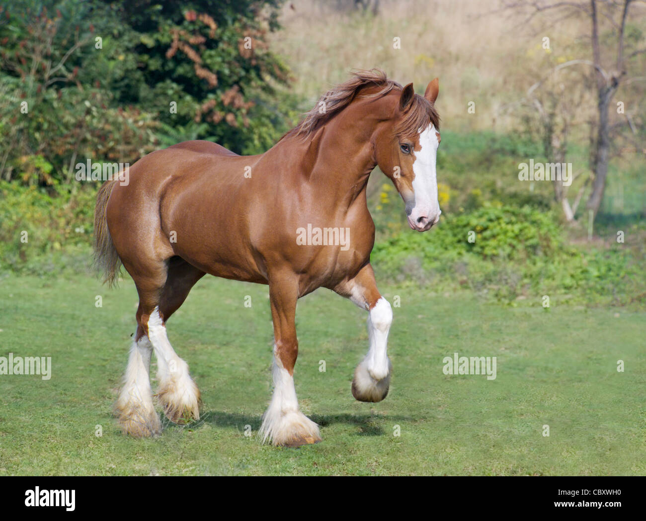 Projet de Clydesdale Horse colt trotskos Banque D'Images