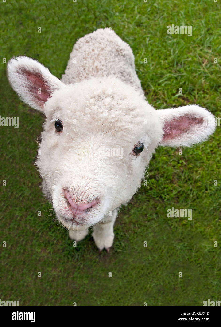 New Zealand Lamb à la ferme (Hobbiton Movie Set et des visites de fermes) près de Matamata Banque D'Images