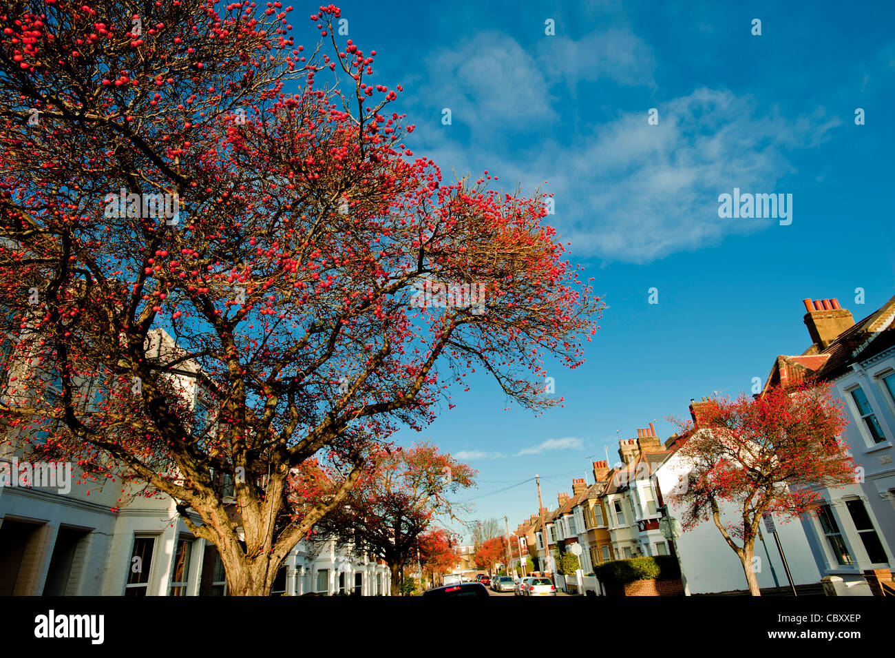 Eastbury Grove, W4, Chiswick, Londres, Royaume-Uni Banque D'Images