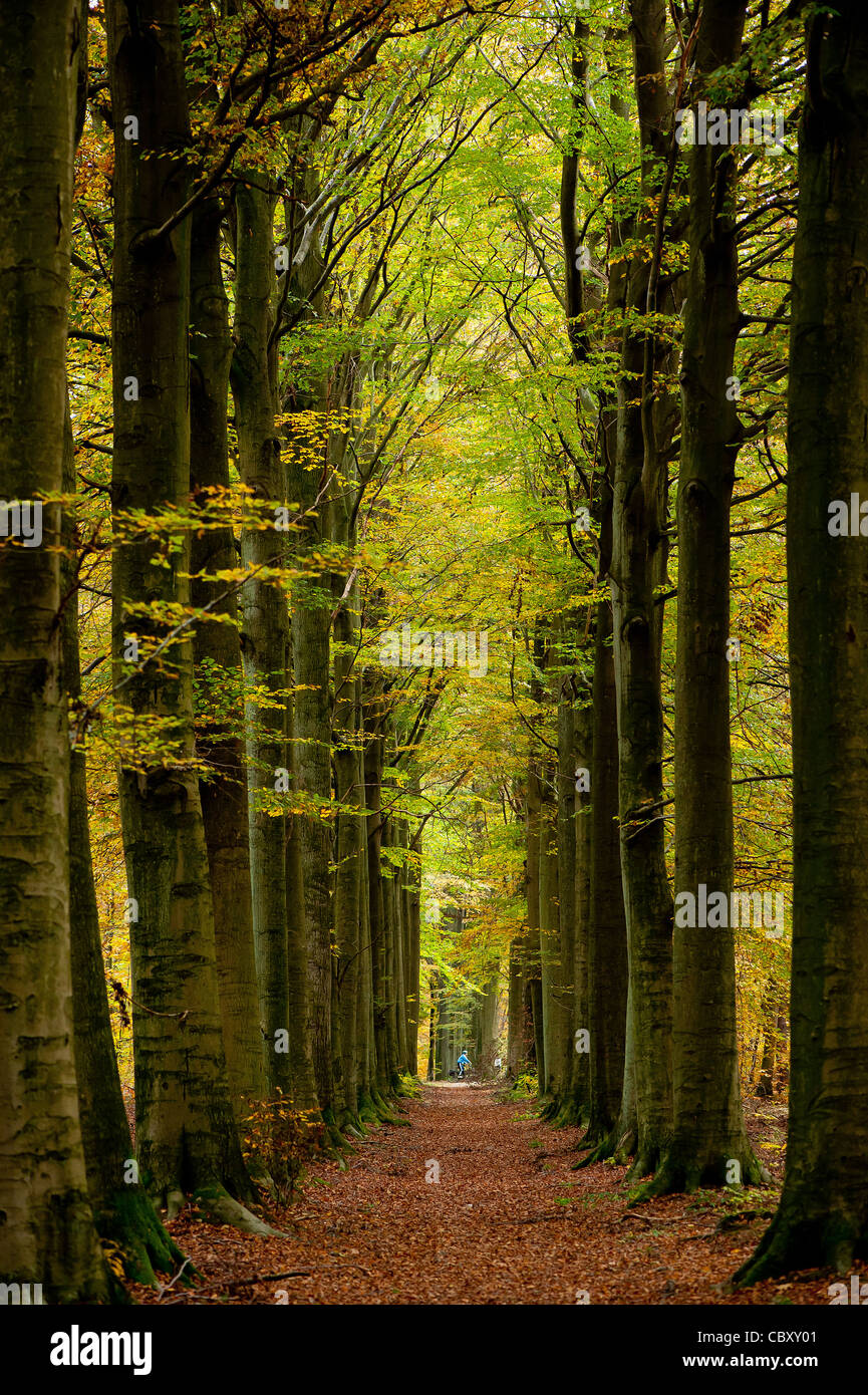 Couleurs d'automne en forêt Banque D'Images