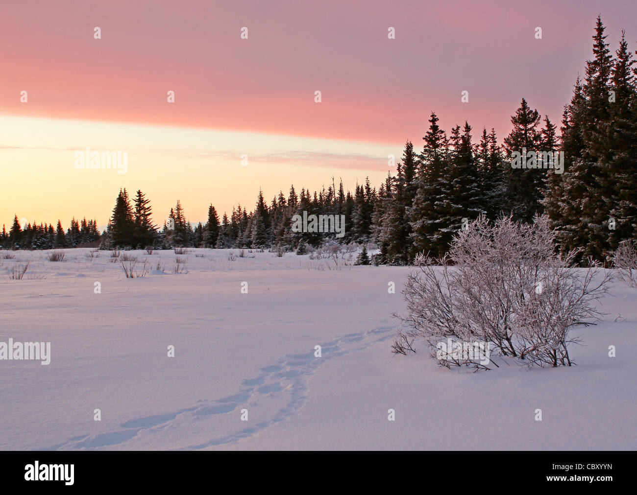Pistes pour raquettes lynx suivant les voies dans la neige dans la lueur rose du coucher du soleil au bord d'une forêt d'épinettes d'Alaska. Banque D'Images