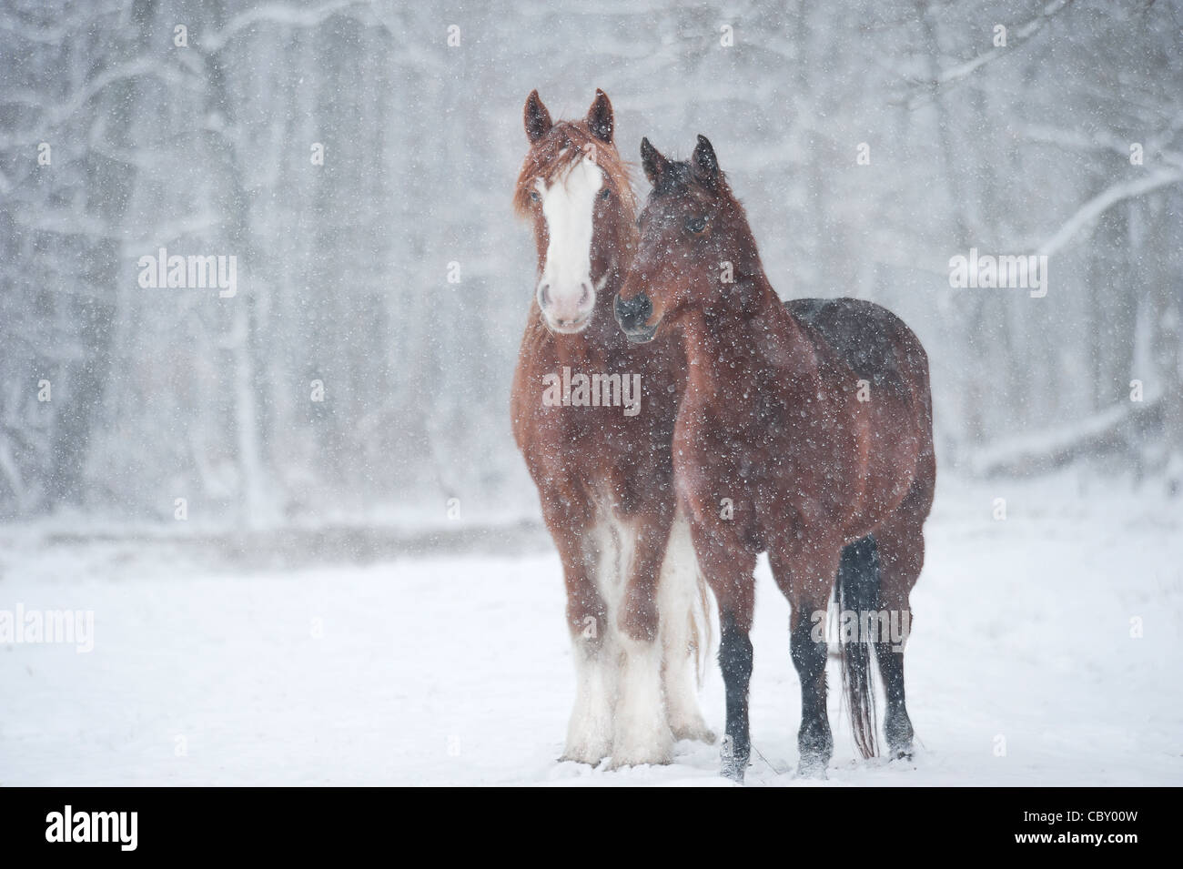 Projet de Morgan et chevaux en pleine tempête Banque D'Images