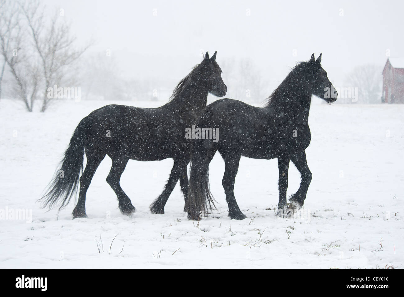 Les chevaux frisons dans tempête de neige Banque D'Images