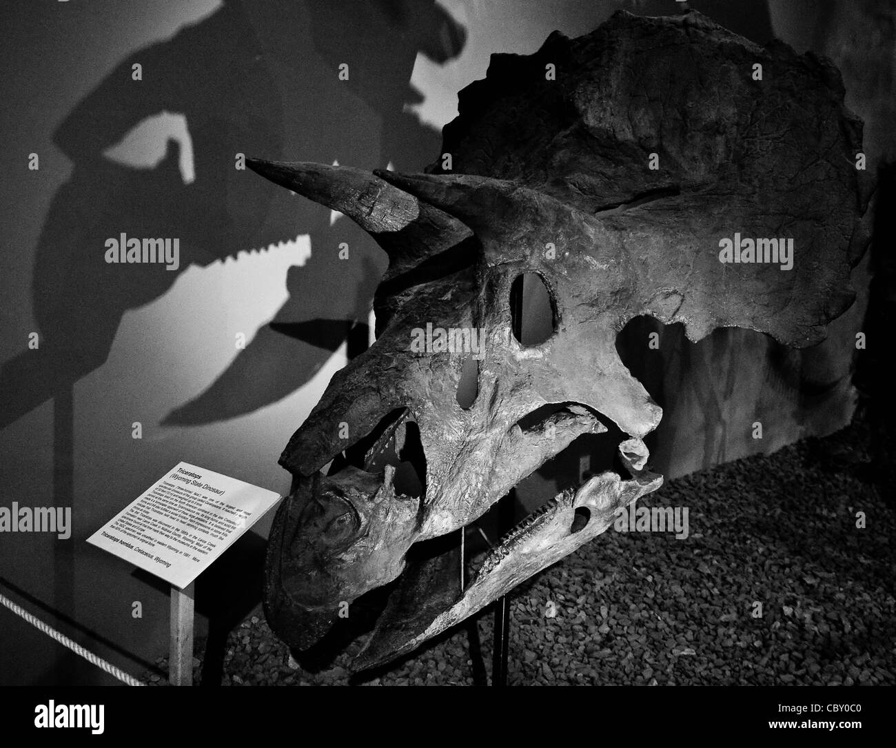 Un tricertop affichage tête jette une ombre sur le mur effrayant Banque D'Images