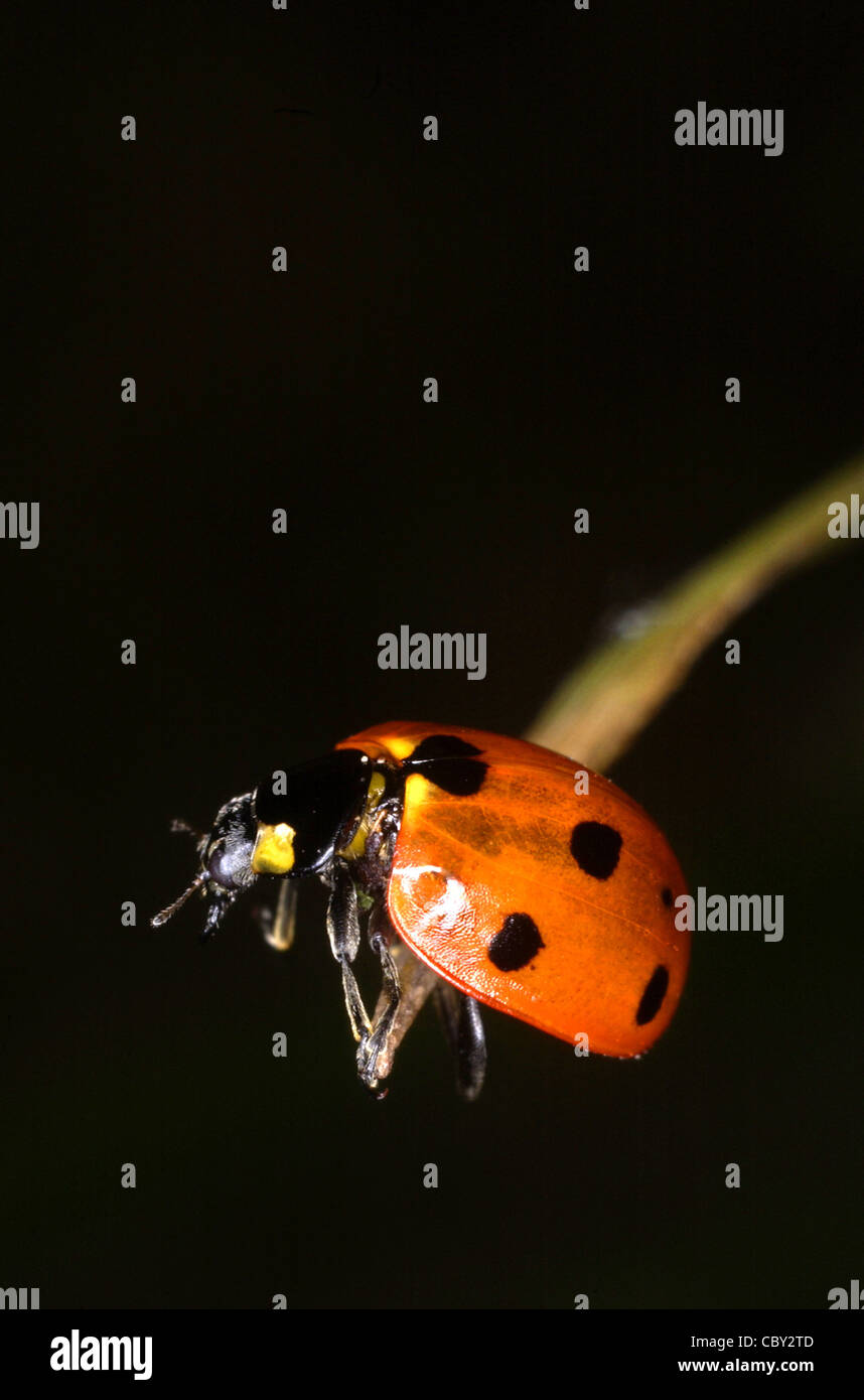 Coccinelle sur une tige d'herbe Banque D'Images