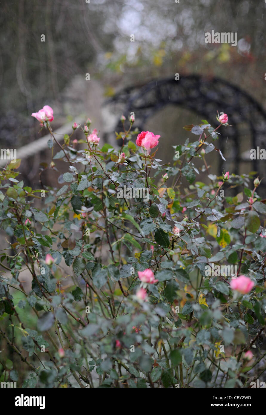 Media photo Call - Chris Clennet le directeur du jardin à Wakehurst place dans le Sussex avec une hausse du prix Eve qui est toujours en fleurs en décembre Banque D'Images