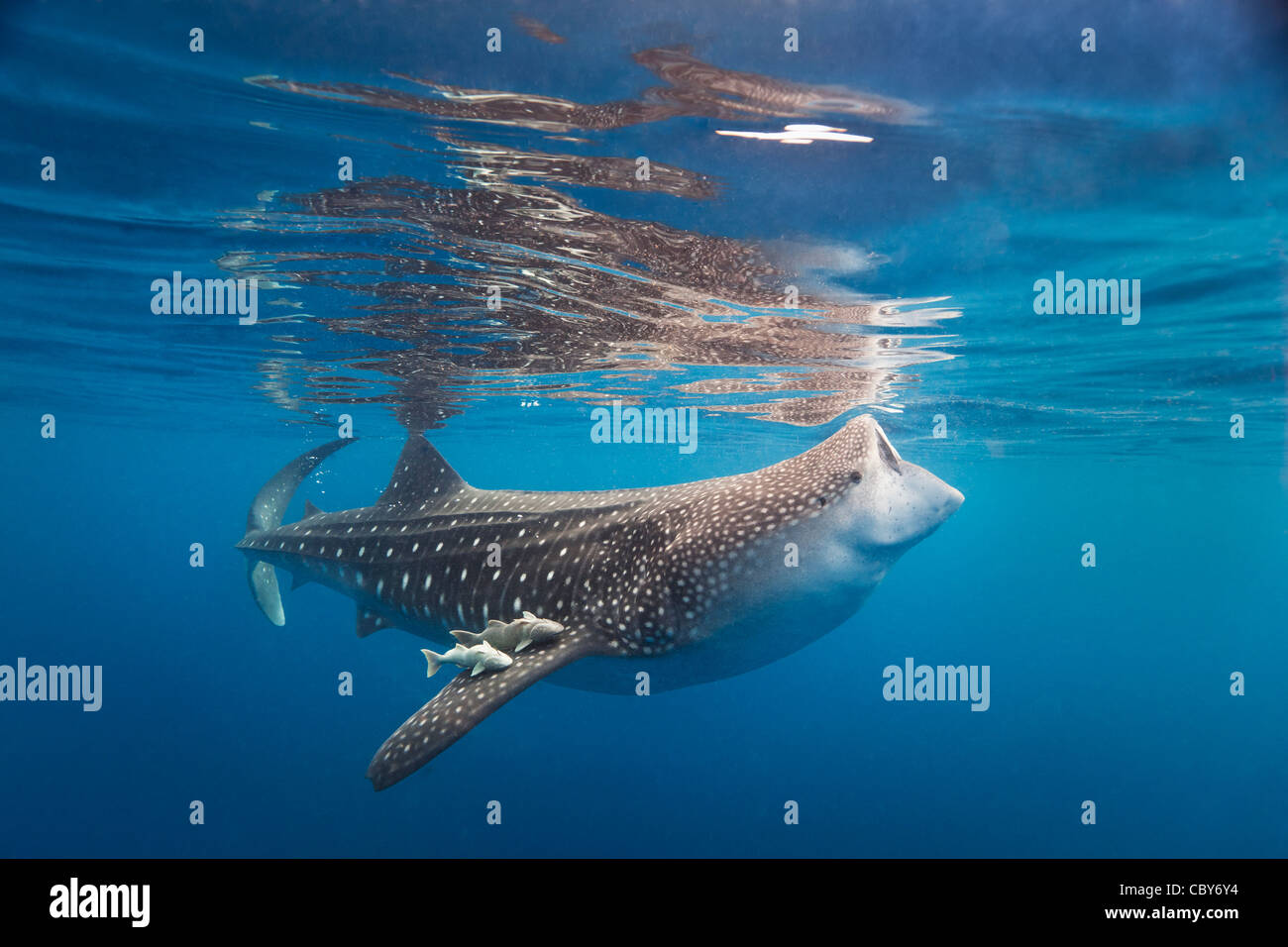 Requin-baleine et ses compagnons de voyage se nourrir près de la surface de l'eau. Banque D'Images
