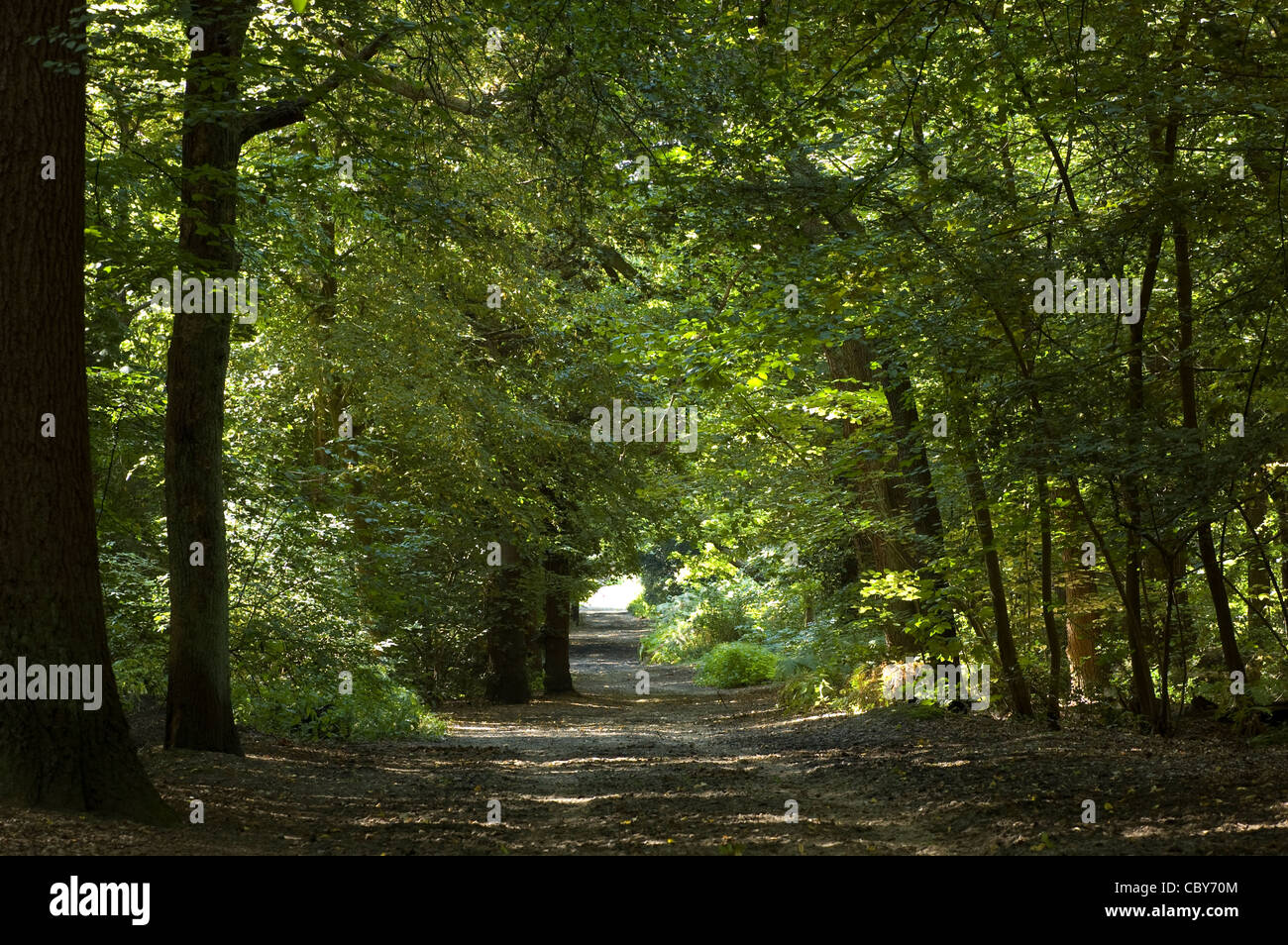 Voie à travers les arbres forestiers plage dans Wimbledon Common Banque D'Images