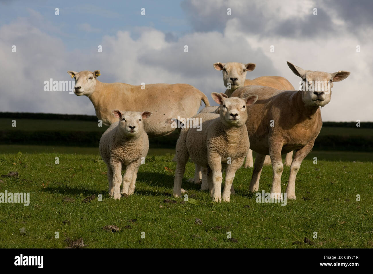 Groupe de moutons loegel jet posées dans champ, Carmarthenshire, Pays de Galles du Sud Banque D'Images