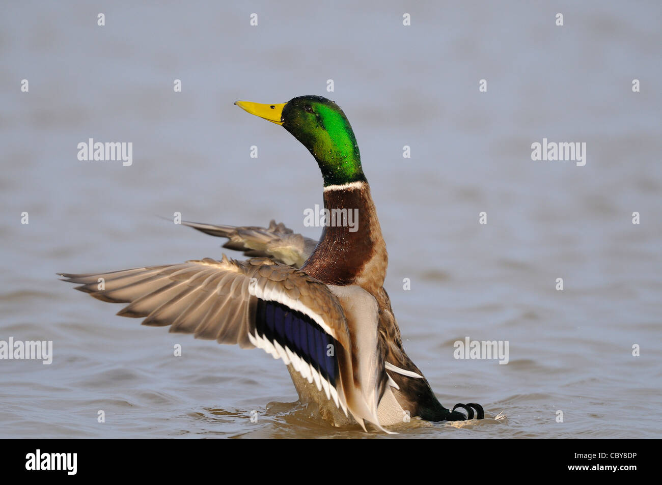 Canard colvert, Anas platyrhynchos, mâle dans l'eau les ailes battantes, Norfolk, UK, Décembre Banque D'Images