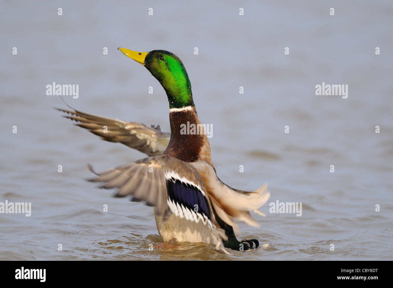 Canard colvert, Anas platyrhynchos, mâle dans l'eau les ailes battantes, Norfolk, UK, Décembre Banque D'Images