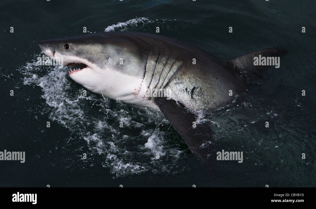 Grand Requin Blanc la moitié gauche violation profile Banque D'Images