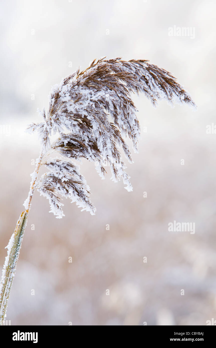 Un reed chef gelés par une journée d'hiver Banque D'Images