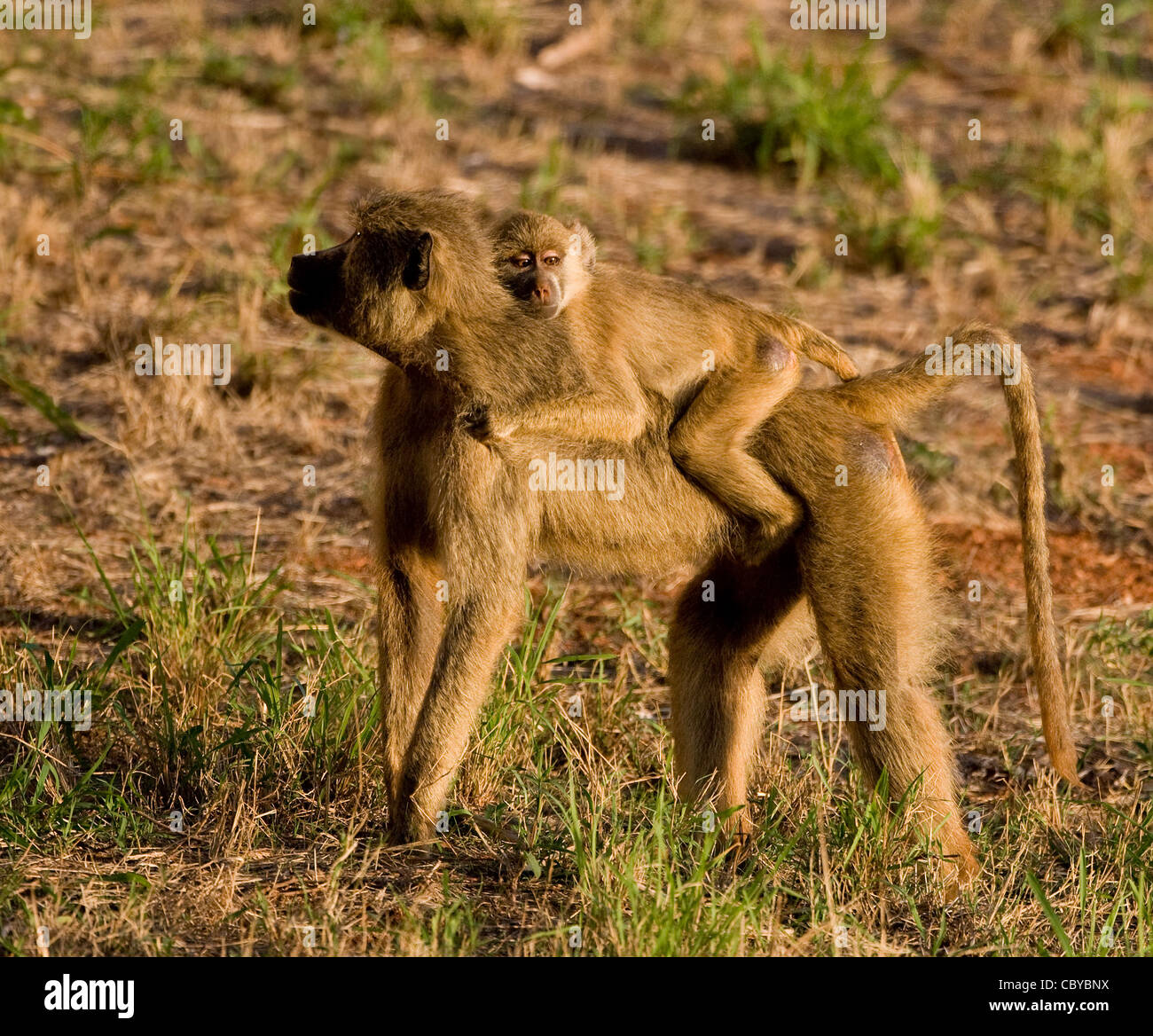Le babouin Papio cynocephalus femelle jaune avec les jeunes s'accrochent fermement dans le sud du parc national du Tsavo Kenya Banque D'Images