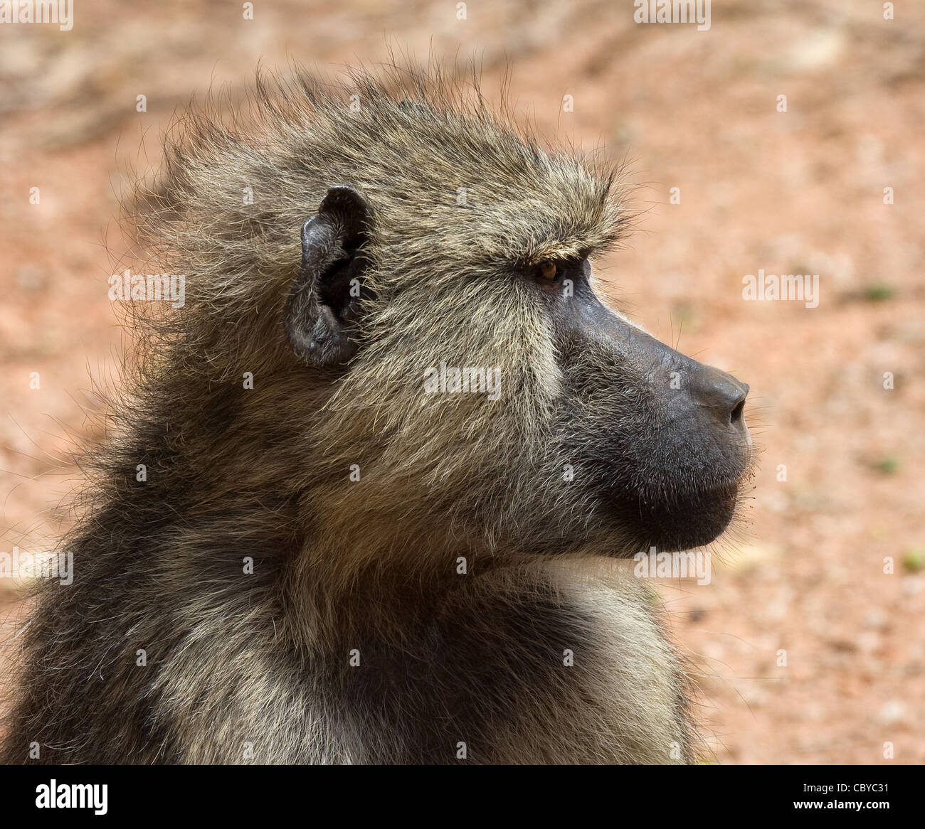 Portrait de profil de babouins Papio cynocephalus jaune au parc national de Tsavo Kenya Banque D'Images
