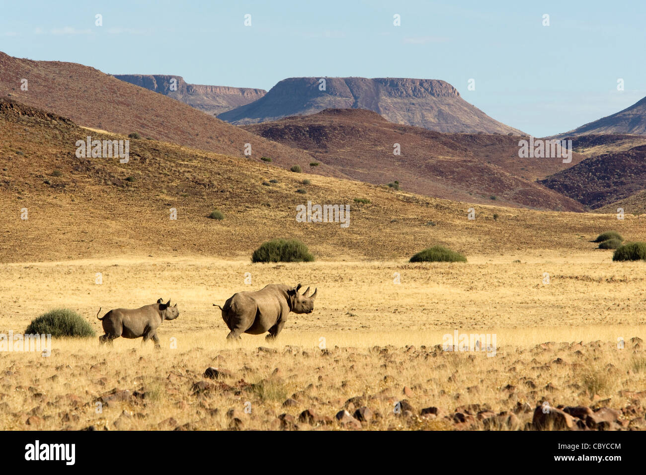 Rhinocéros noir - Torra Conservancy - près de la région de Kunene, Wereldsend, Namibie, Afrique Banque D'Images