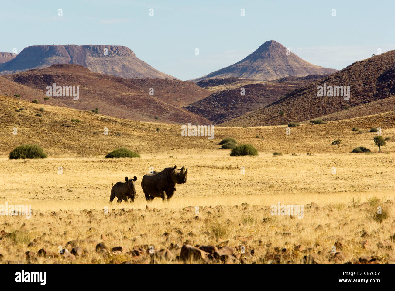 Rhinocéros noir - Torra Conservancy - près de la région de Kunene, Wereldsend, Namibie, Afrique Banque D'Images