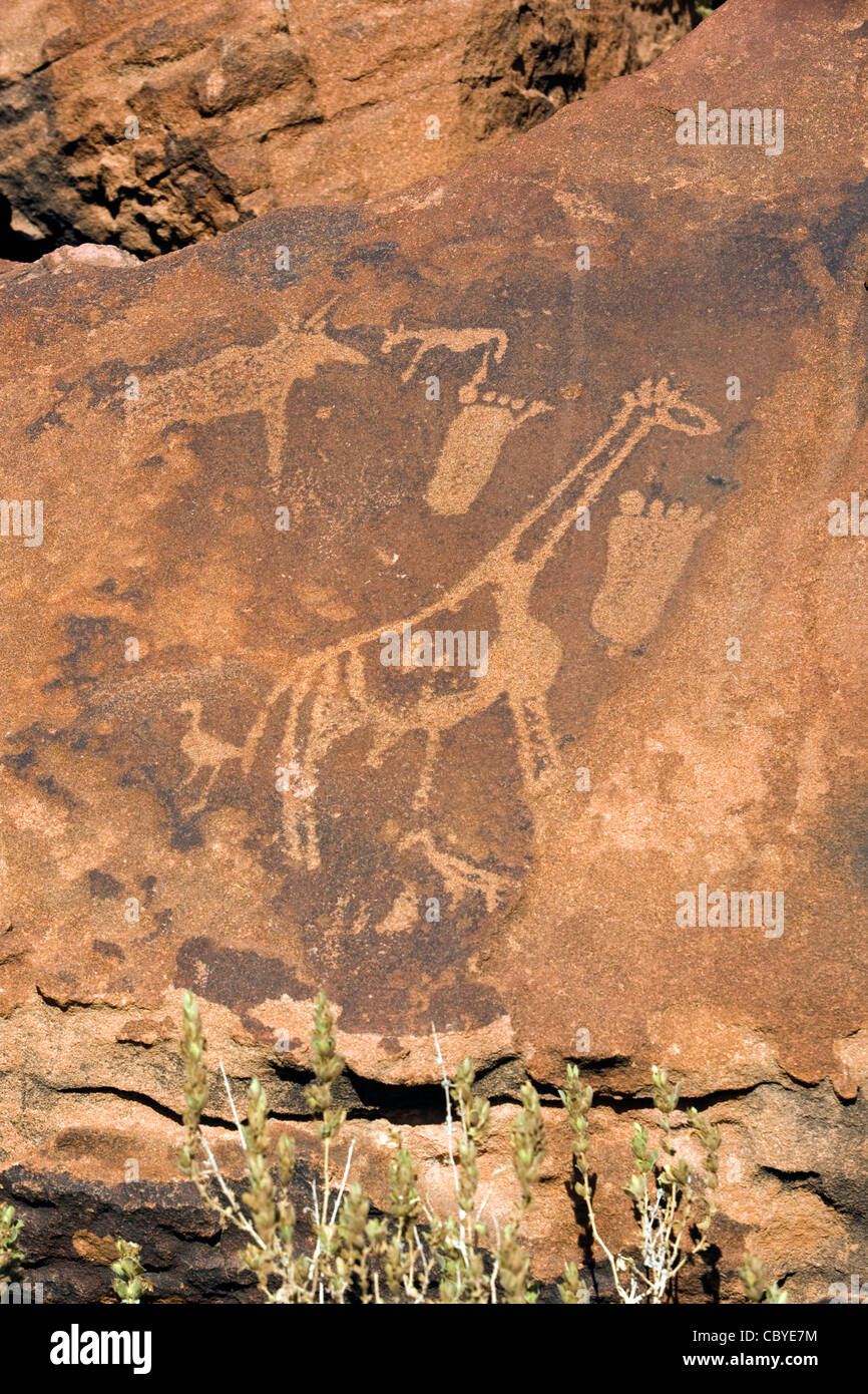 Gravures rupestres de Twyfelfontein Site - Damaraland - région de Kunene, Namibie, Afrique Banque D'Images