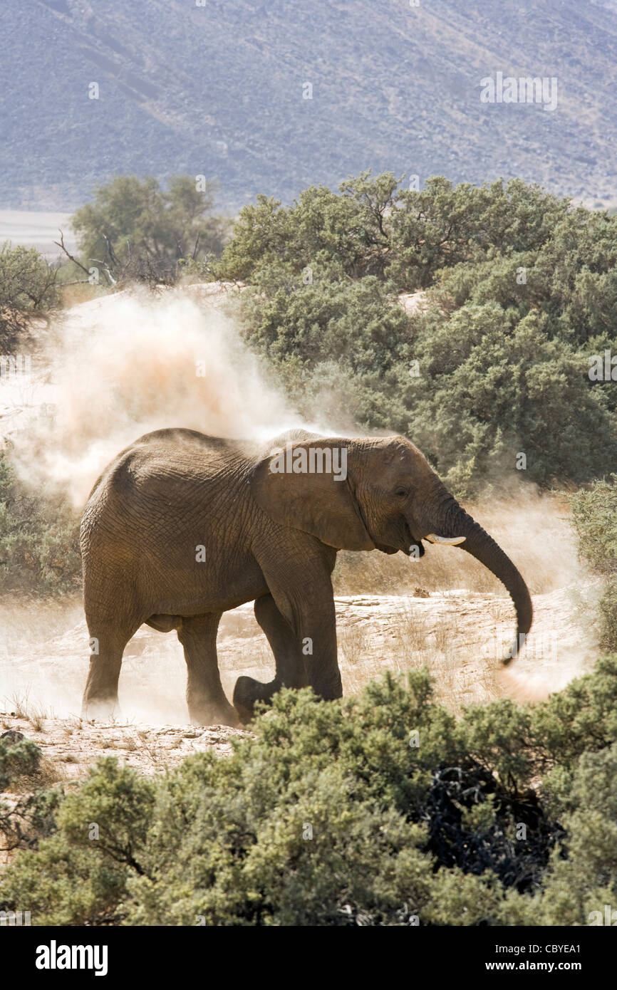 L'éléphant d'Afrique (Désert-adapté) - Huab River, près de Twyfelfontein, Damaraland, Namibie, Afrique Banque D'Images