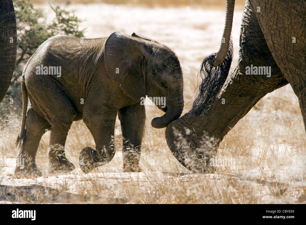 Bébé éléphant africain (Desert-adapté) - Huab River, près de Twyfelfontein, Damaraland, Namibie, Afrique Banque D'Images