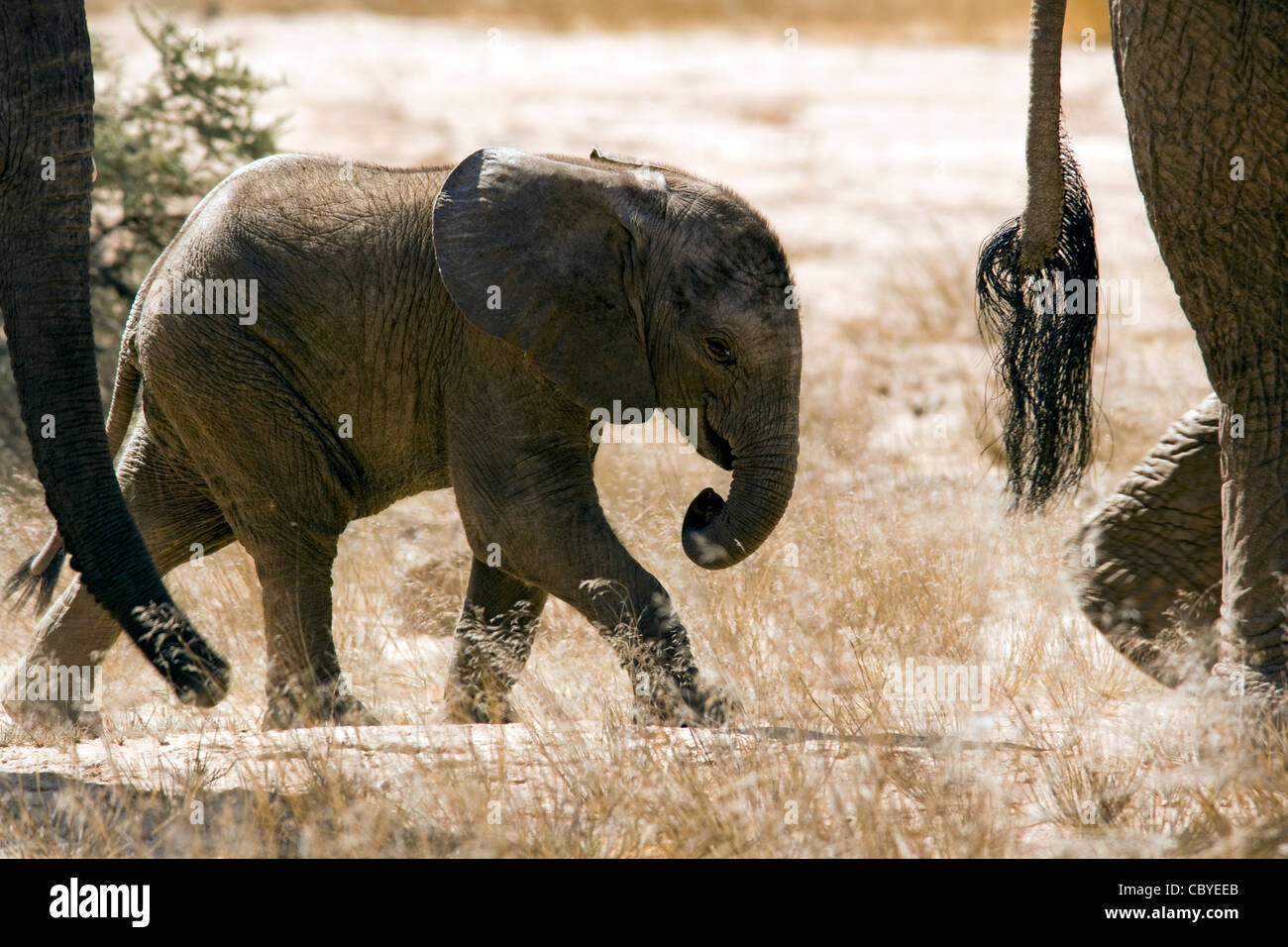 Bébé éléphant africain (Desert-adapté) - Huab River, près de Twyfelfontein, Damaraland, Namibie, Afrique Banque D'Images