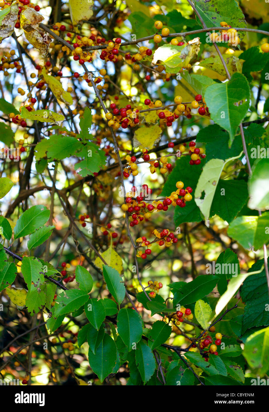 Gros plan du fruit de l'Oriental bittersweet Celastrus orbiculatus Thunb. Robe jaune à l'automne pour révéler l'ouverture des graines rouge Banque D'Images