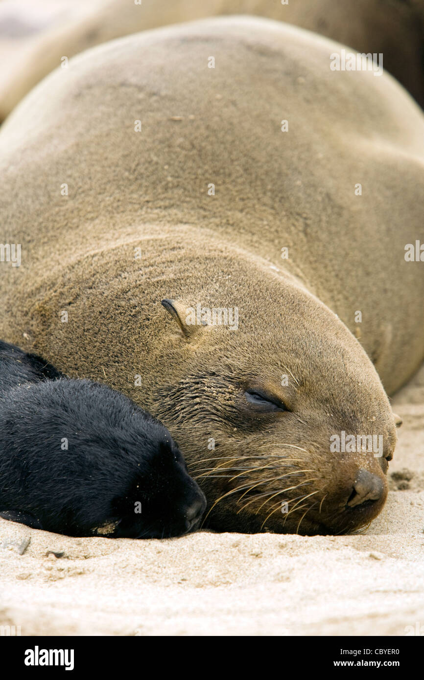 Cape fur seal Mère et Bébé - Cape Cross Seal Reserve - près de Henties Bay, Namibie, Afrique Banque D'Images