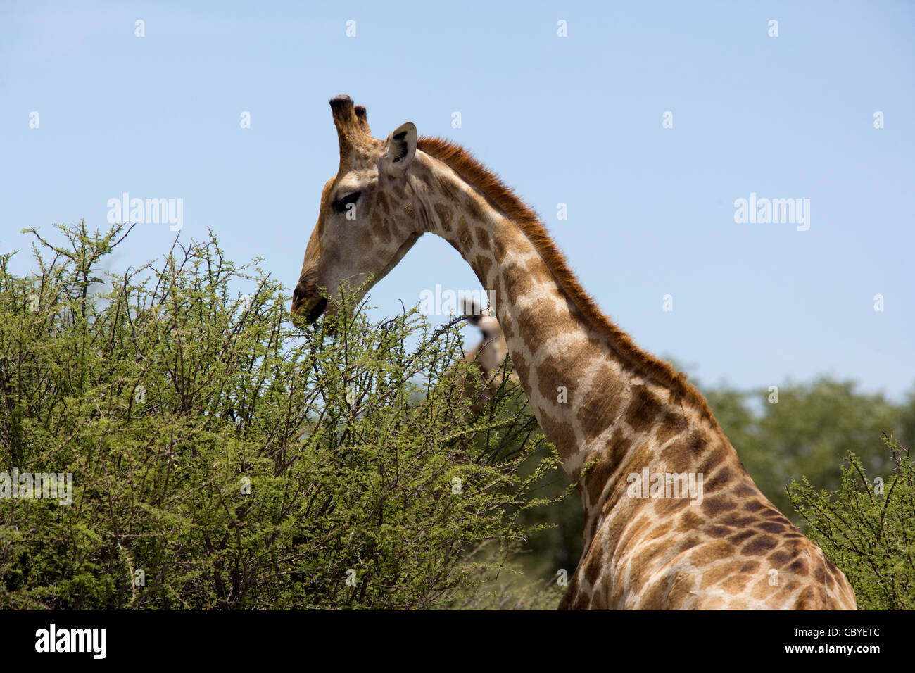 Girafe - Etosha National Park - Namibie, Afrique Banque D'Images