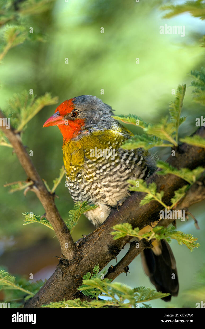 Green-winged Pytilia Melba ou Finch - Okonjima, près de Otjiwarongo, Namibie, Afrique Banque D'Images