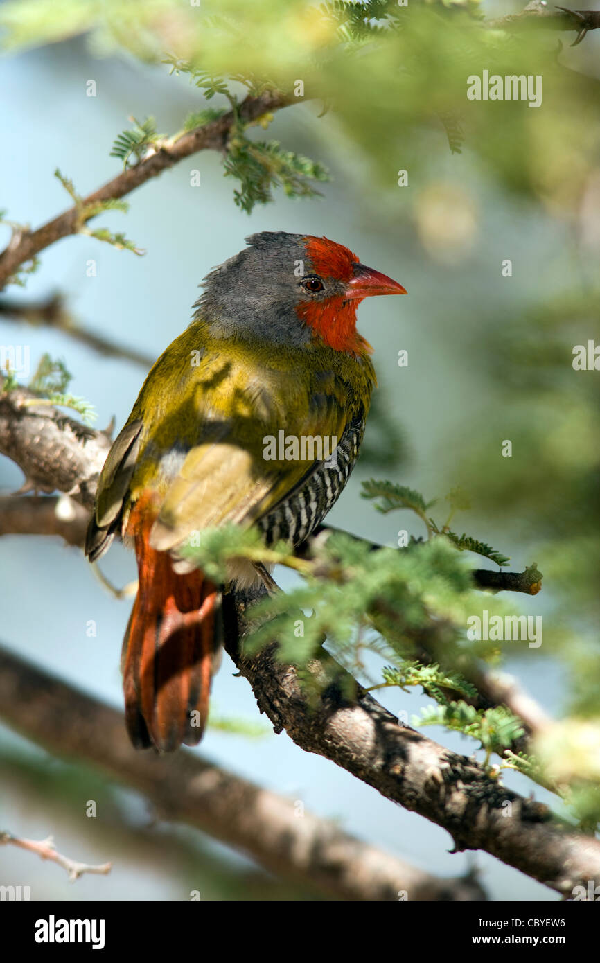 Green-winged Pytilia Melba ou Finch - Okonjima, près de Otjiwarongo, Namibie, Afrique Banque D'Images